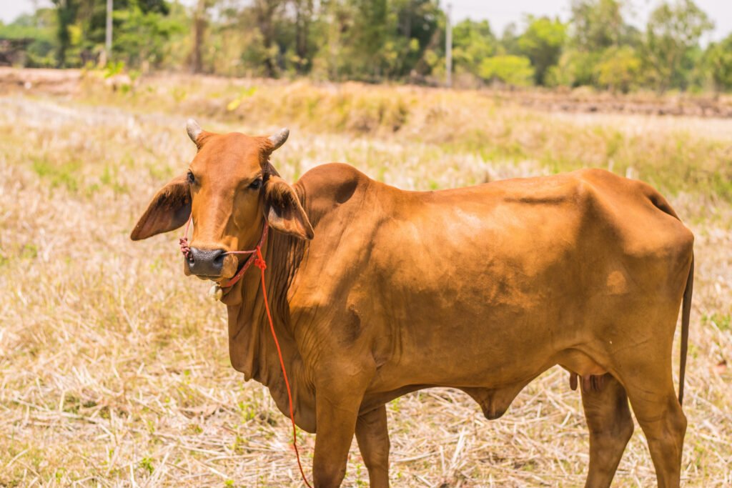 কোরবানির নিয়ম